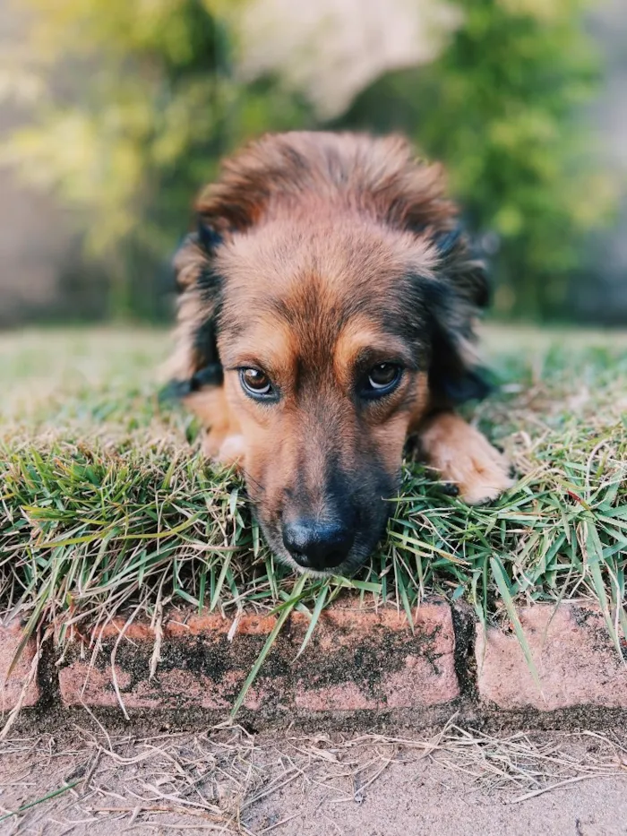 Cachorro ra a Vira-Lata + Border Collie idade 1 ano nome Fiel
