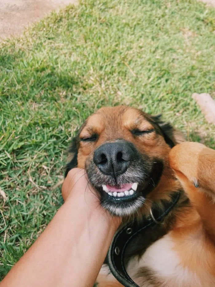 Cachorro ra a Vira-Lata + Border Collie idade 1 ano nome Fiel