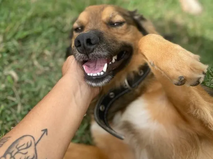 Cachorro ra a Vira-Lata + Border Collie idade 1 ano nome Fiel