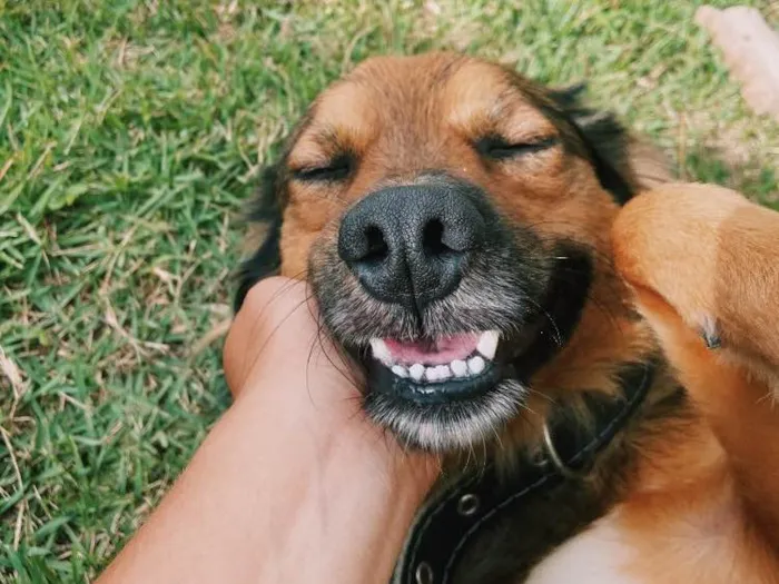 Cachorro ra a Vira-Lata + Border Collie idade 1 ano nome Fiel