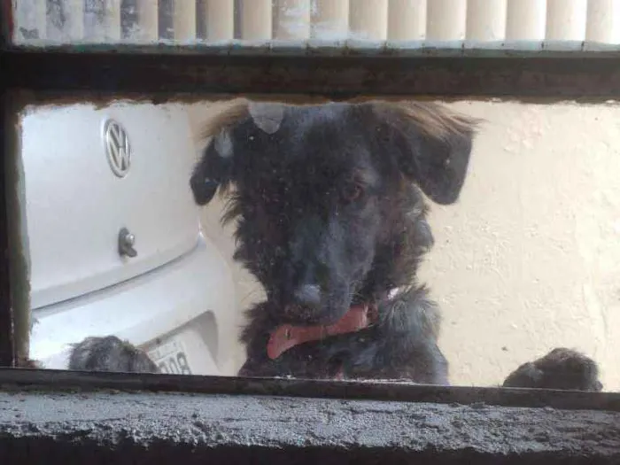 Cachorro ra a SRD idade 7 a 11 meses nome Amora