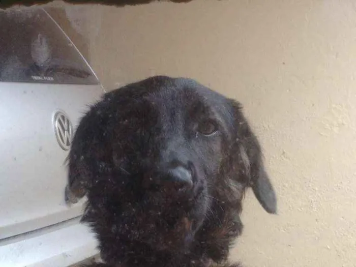 Cachorro ra a SRD idade 7 a 11 meses nome Amora