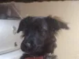 Amora
