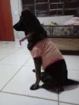 Amora