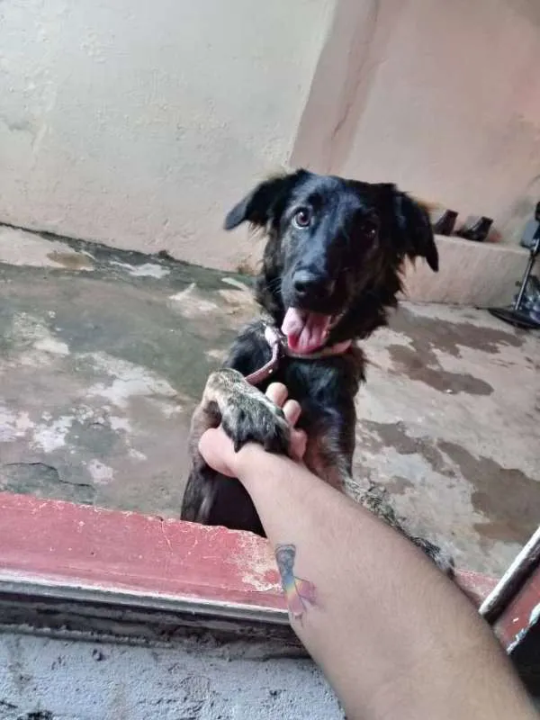 Cachorro ra a SRD idade 7 a 11 meses nome Amora
