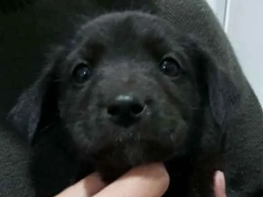 Cachorro raça Indefonida idade Abaixo de 2 meses nome Sem nome