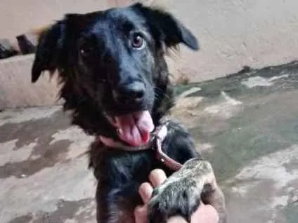 Cachorro ra a SRD idade 7 a 11 meses nome Amora