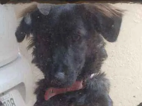 Cachorro ra a SRD idade 7 a 11 meses nome Amora