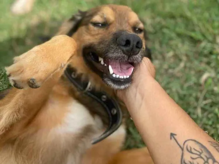 Cachorro ra a Vira-Lata + Border Collie idade 1 ano nome Fiel