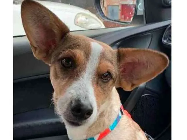 Cachorro ra a Corgi  idade 7 a 11 meses nome Clarinha 