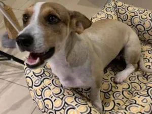 Cachorro raça Corgi  idade 7 a 11 meses nome Clarinha 