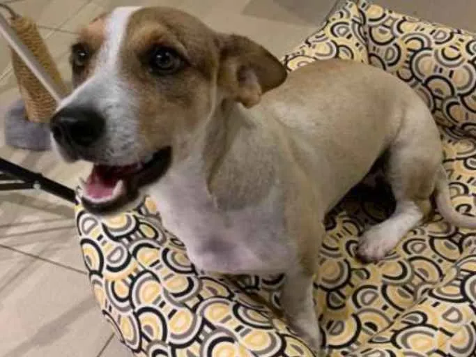 Cachorro ra a Corgi  idade 7 a 11 meses nome Clarinha 