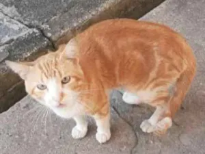 Gato raça SRD idade 1 ano nome Simba