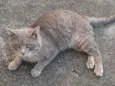 Pierre