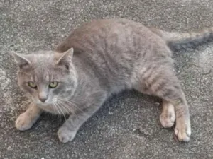 Gato raça SRD idade 1 ano nome Pierre