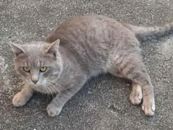 Gato ra a SRD idade 1 ano nome Pierre