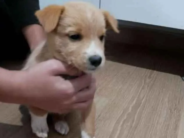 Cachorro raça Indefonida idade Abaixo de 2 meses nome Sem nome