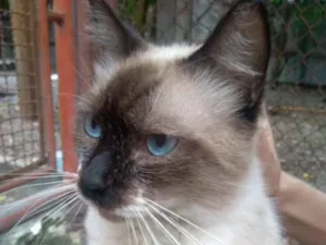 Cachorro raça SIALATA idade 1 ano nome Cherry