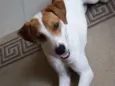 Perola
