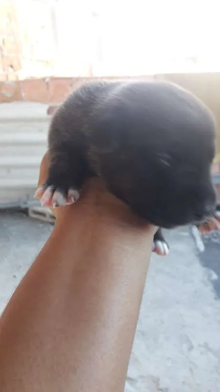 Cachorro raça vira lata  idade Abaixo de 2 meses nome a sua escolha 