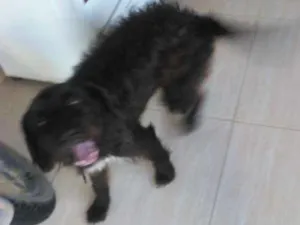 Cachorro raça Mistiço vira lata  idade 2 anos nome Baruke