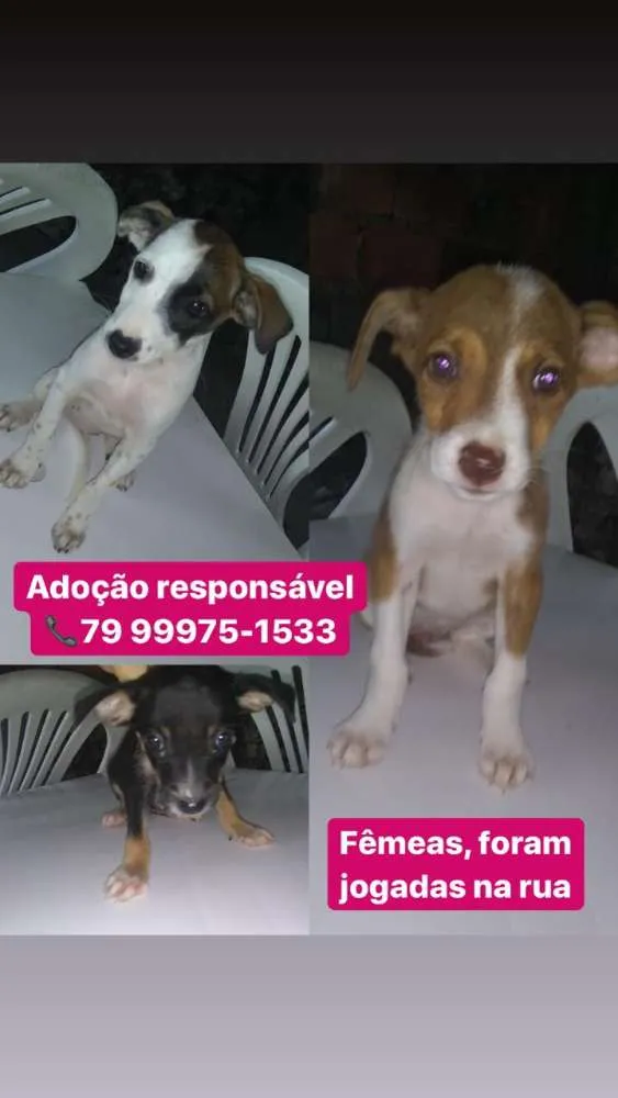 Cachorro raça Srd idade 2 a 6 meses nome Filhotes