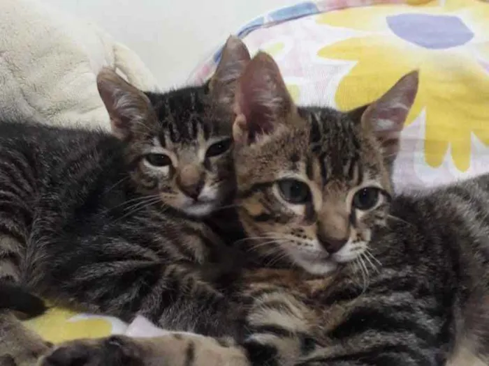 Gato ra a SRD idade 2 a 6 meses nome Sem nome