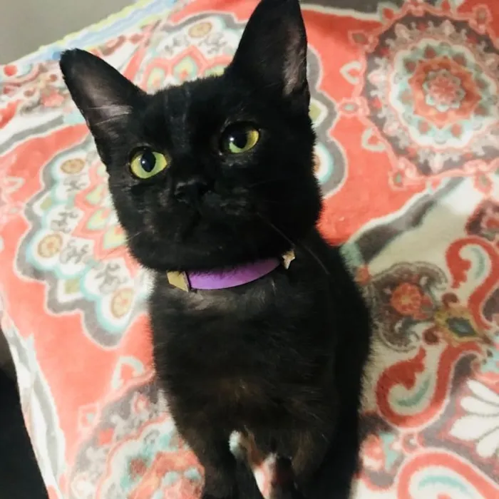 Gato ra a Srd idade 2 a 6 meses nome Esmeralda