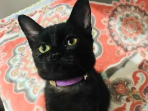 Gato raça Srd idade 2 a 6 meses nome Esmeralda