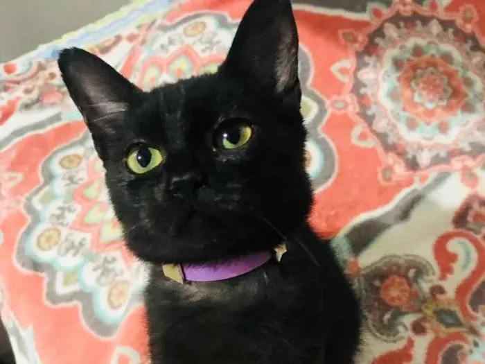 Gato ra a Srd idade 2 a 6 meses nome Esmeralda