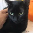 Agatha