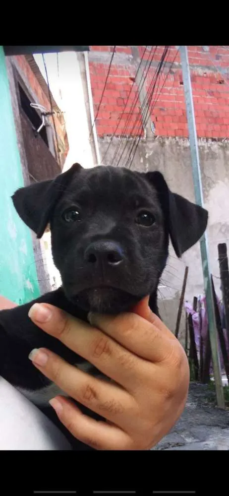 Cachorro raça Srd idade Abaixo de 2 meses nome Nininha
