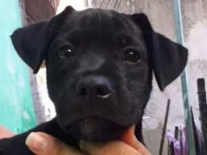 Cachorro raça Srd idade Abaixo de 2 meses nome Nininha