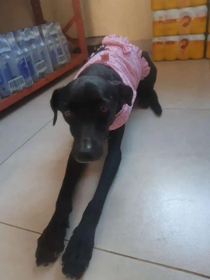 Cachorro raça Srd idade 1 ano nome Jojô CASTRADA