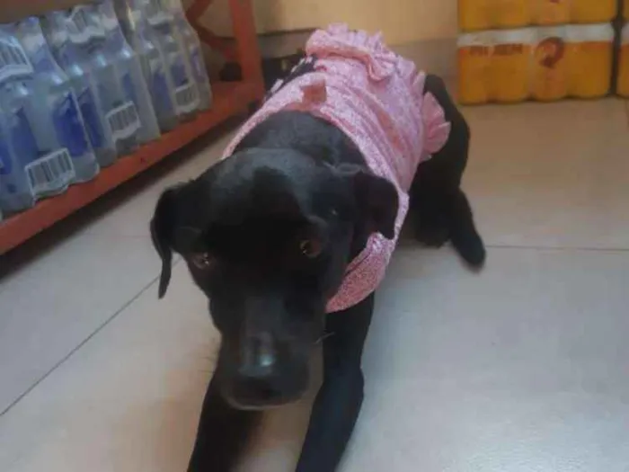 Cachorro raça Srd idade 1 ano nome Jojô CASTRADA