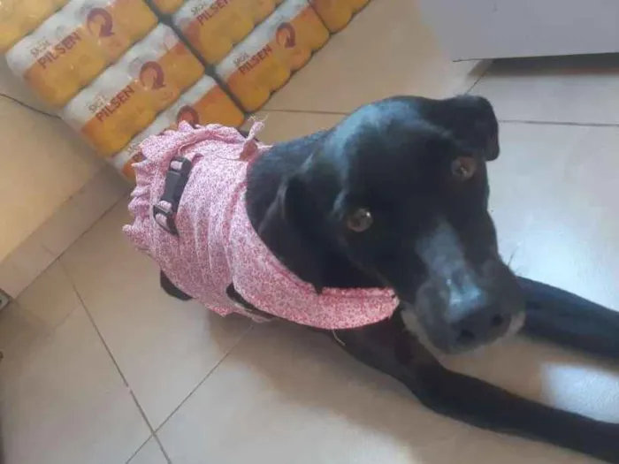 Cachorro raça Srd idade 1 ano nome Jojô CASTRADA