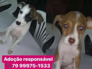 Cachorro raça Srd idade 2 a 6 meses nome Filhotes