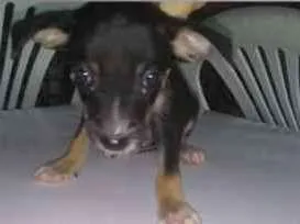 Cachorro raça Srd idade 2 a 6 meses nome Filhotes
