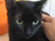 Agatha