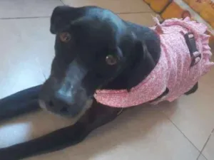Cachorro raça Srd idade 1 ano nome Jojô CASTRADA