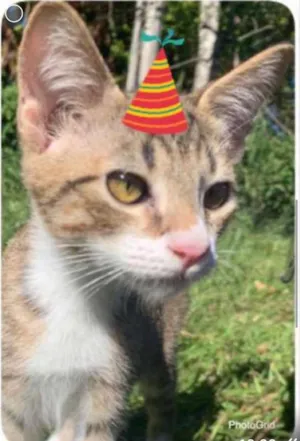 Gato raça SRD idade 2 a 6 meses nome AMARELINHO
