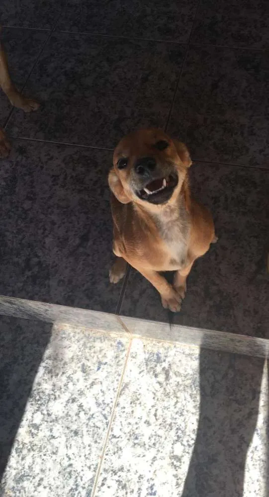 Cachorro ra a SRD idade 7 a 11 meses nome Boneca