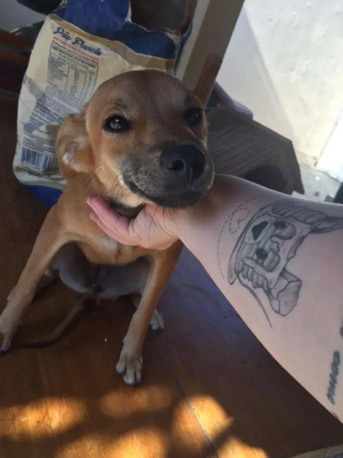 Cachorro ra a SRD idade 7 a 11 meses nome Boneca