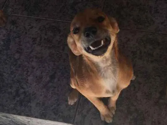 Cachorro ra a SRD idade 7 a 11 meses nome Boneca