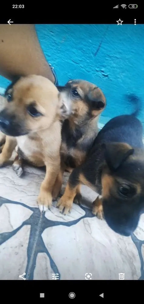 Cachorro ra a Vira lata idade 2 a 6 meses nome Sem nome