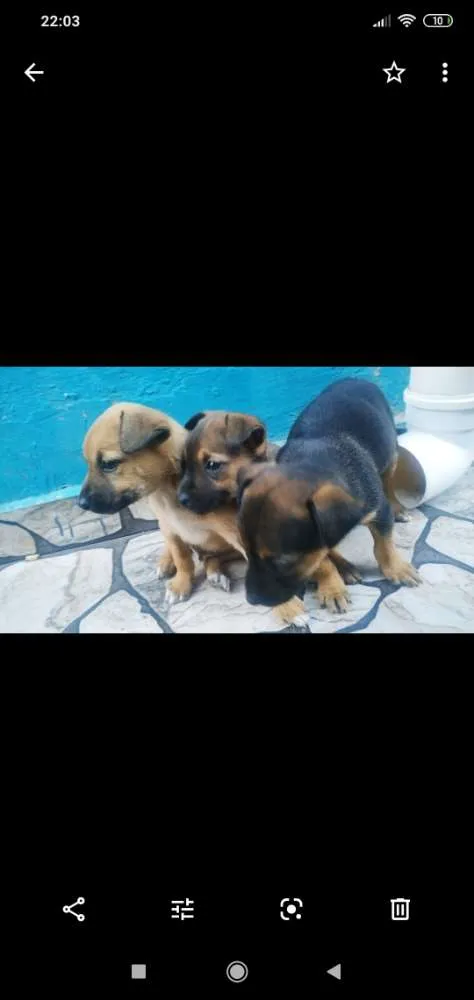Cachorro ra a Vira lata idade 2 a 6 meses nome Sem nome