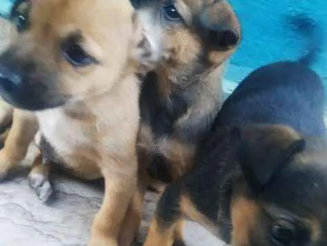 Cachorro ra a Vira lata idade 2 a 6 meses nome Sem nome