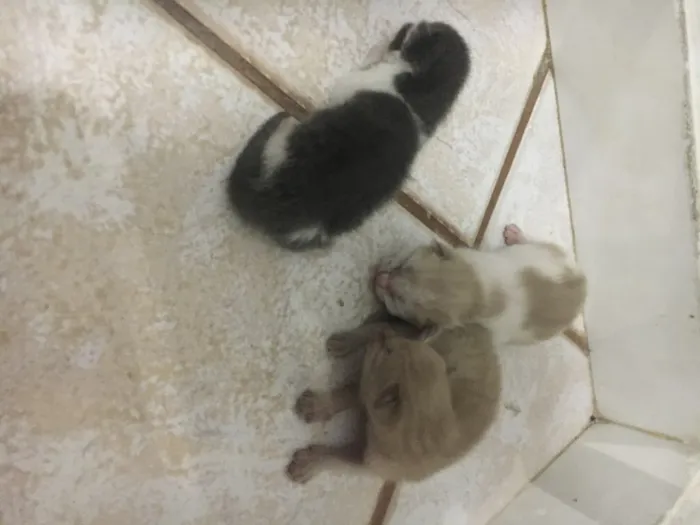 Gato raça Indefinida idade 2 a 6 meses nome Sem nome