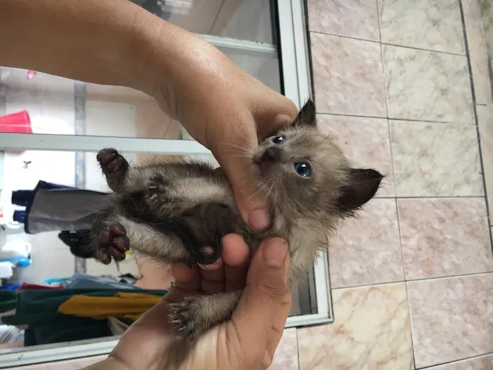 Gato raça Indefinida idade 2 a 6 meses nome Sem nome
