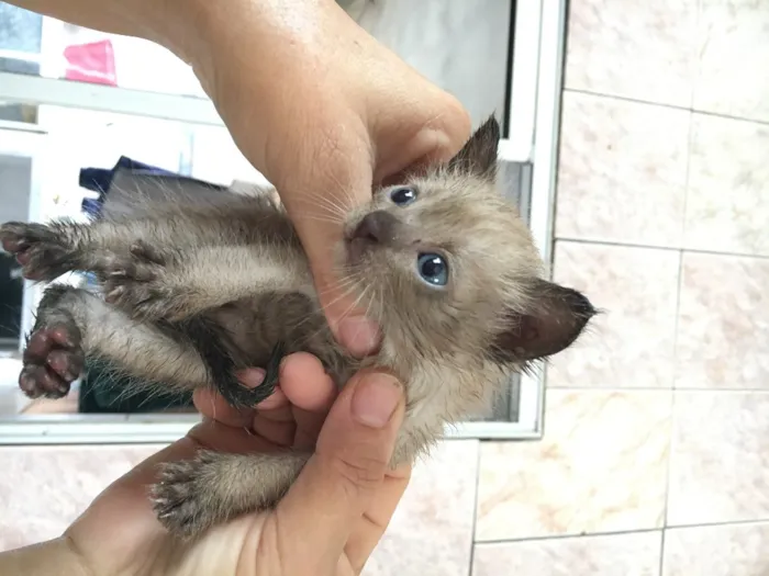 Gato raça Indefinida idade 2 a 6 meses nome Sem nome